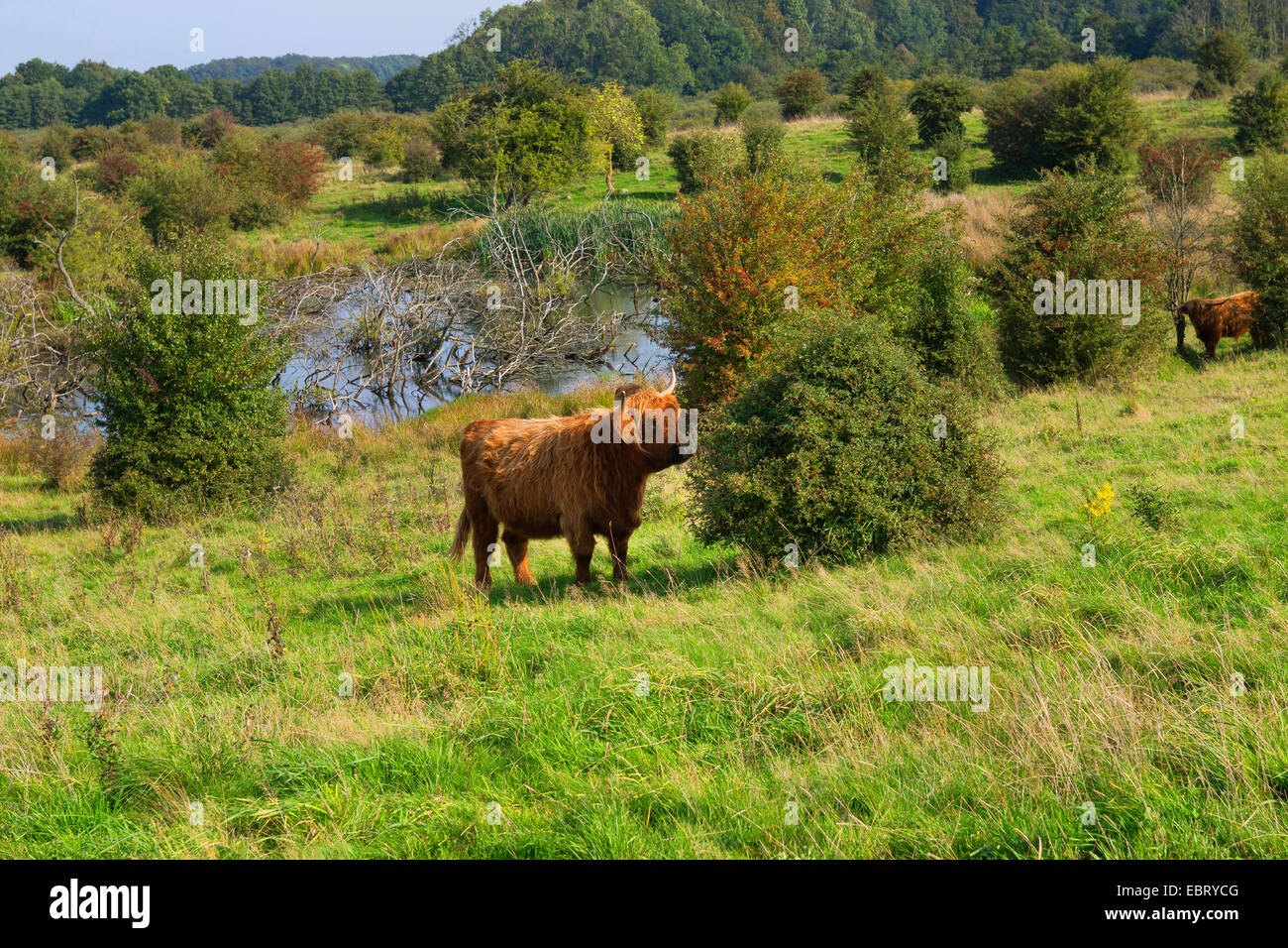 Scottish Highland Cattle (Bos primigenius f. taurus), on a pasture, Germany, Schleswig-Holstein Stock Photo