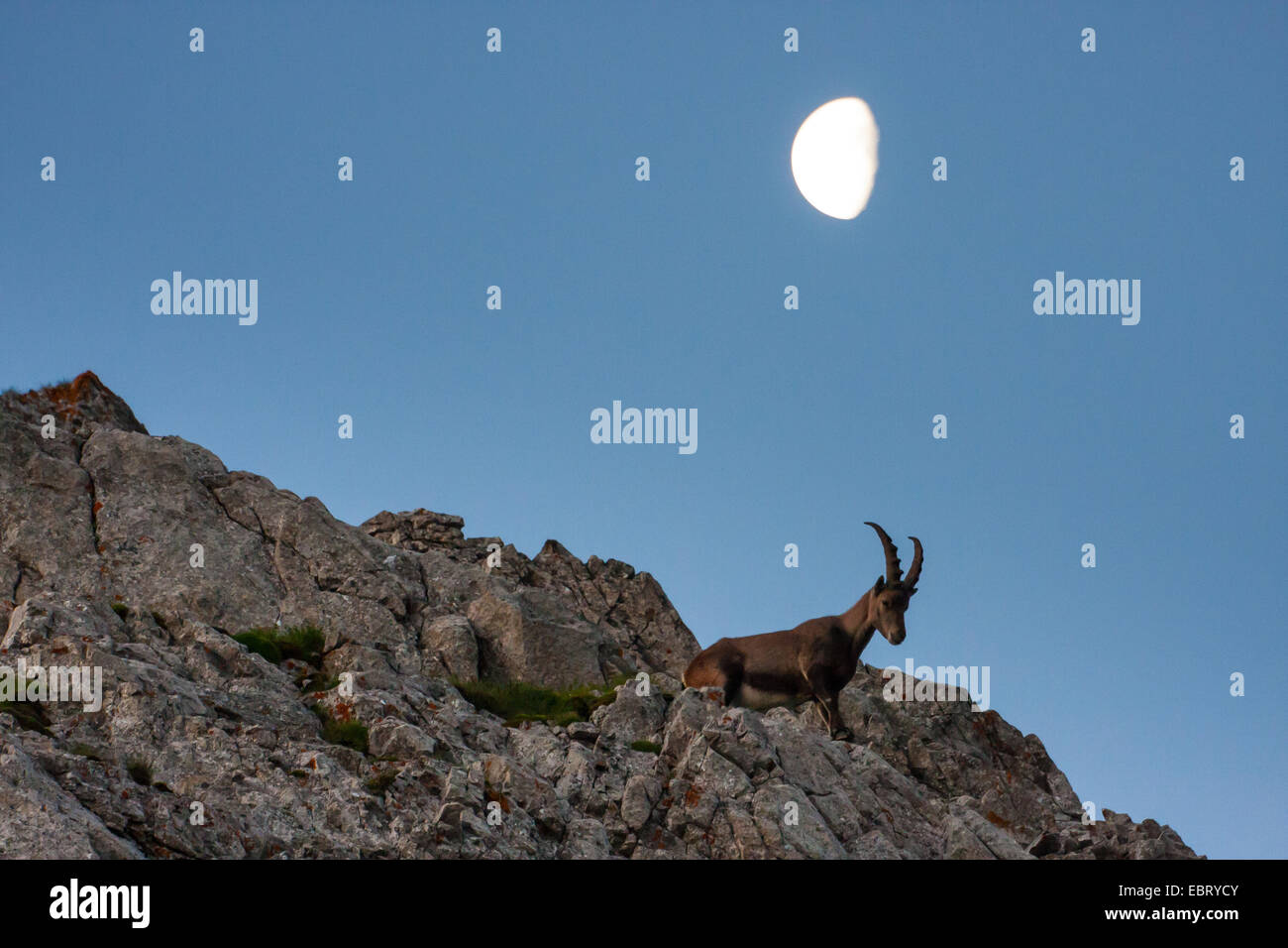Alpine ibex (Capra ibex, Capra ibex ibex), ibex in mountain scenery with setting moon, Switzerland, Alpstein, Altmann Stock Photo