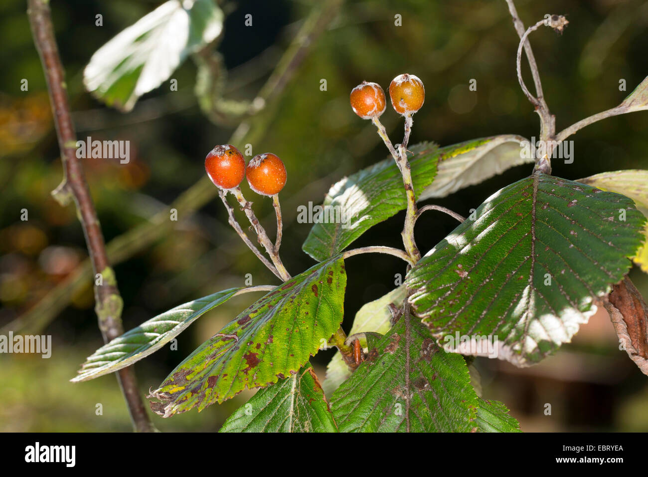 common whitebeam (Sorbus aria), ripe fruits on a tree, Germany Stock Photo