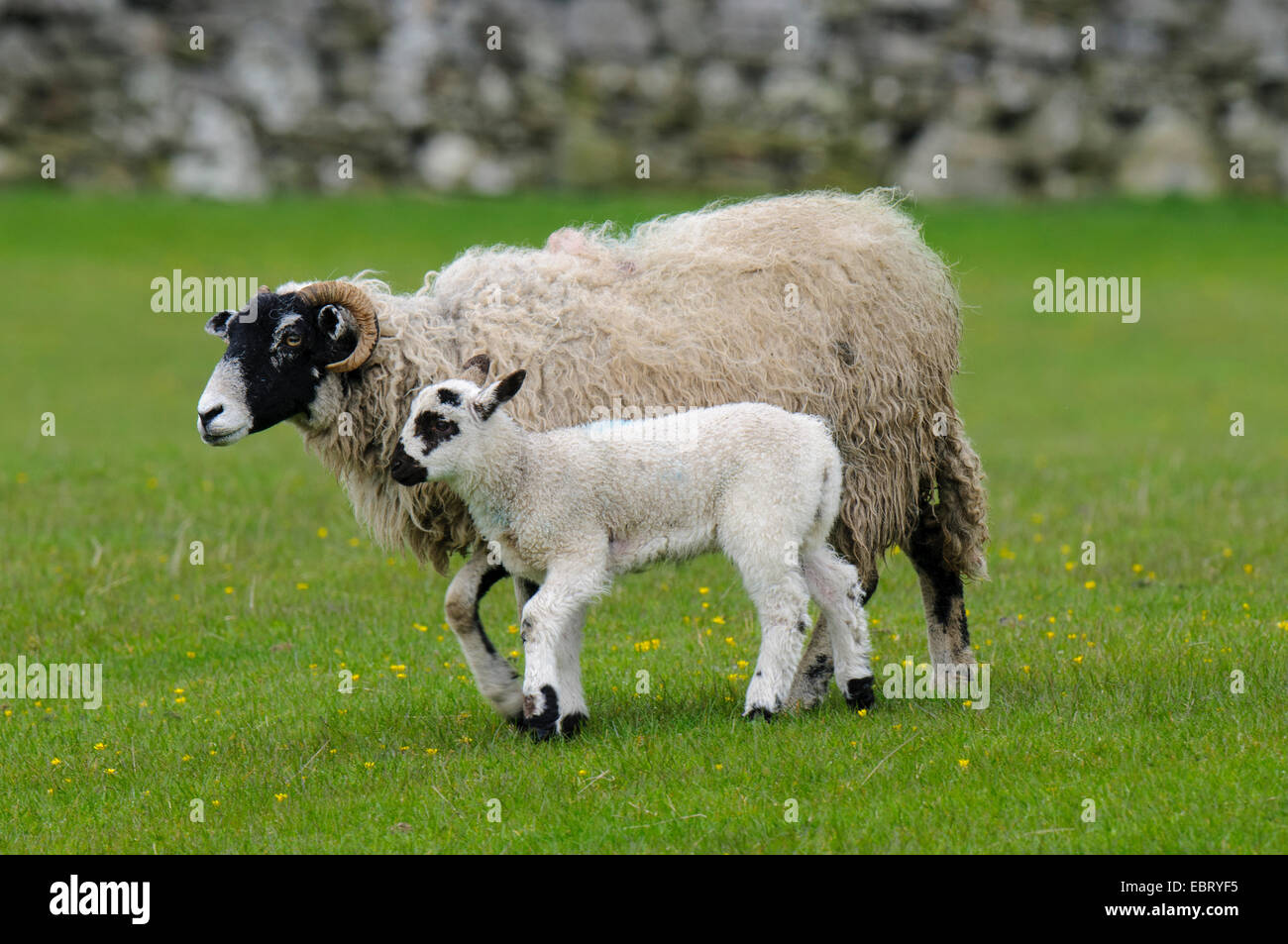 A Swaledale ewe with her lamb in a pasture at Hardraw in Wensleydale, Yorkshire Dales National Park. May. Stock Photo