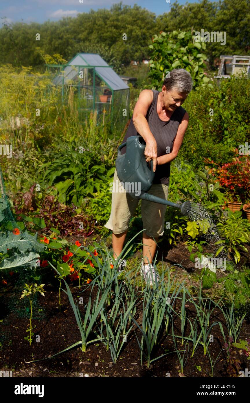 woman in 60s working on allotment garden Stock Photo