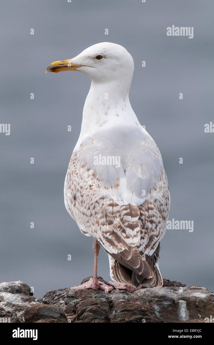 Second winter plumage hires stock photography and images Alamy