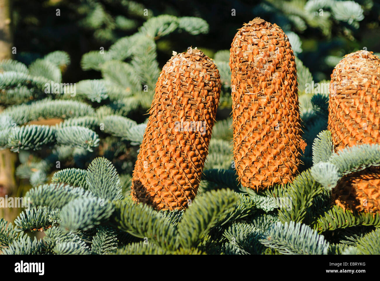 Noble fir, Red fir, White fir (Abies procera 'Glauca', Abies procera Glauca, Abies nobilis), Branch with cones, cultivar Glauca Stock Photo