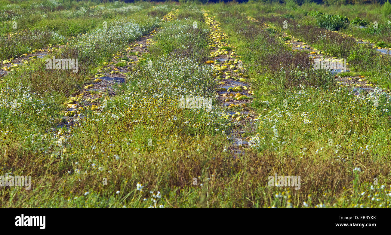 cucumber (Cucumis sativus), cucumber field with ripe fruits, Germany, Lower Saxony Stock Photo