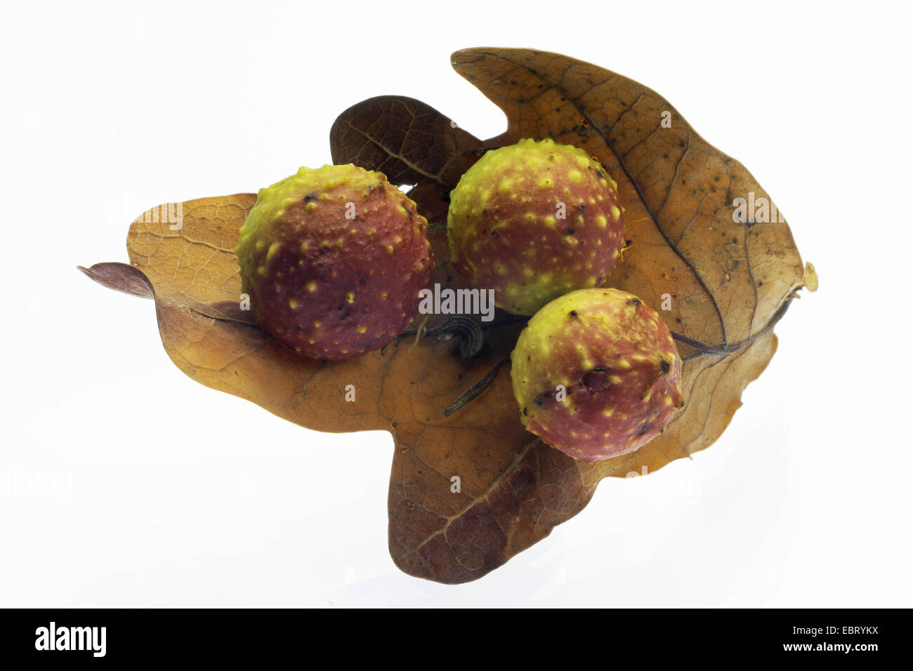 Common oak gallwasp, Oak leaf cherry-gall cynipid, Cherry gall (Cynips quercusfolii), oak apelle on an oak leaf Stock Photo