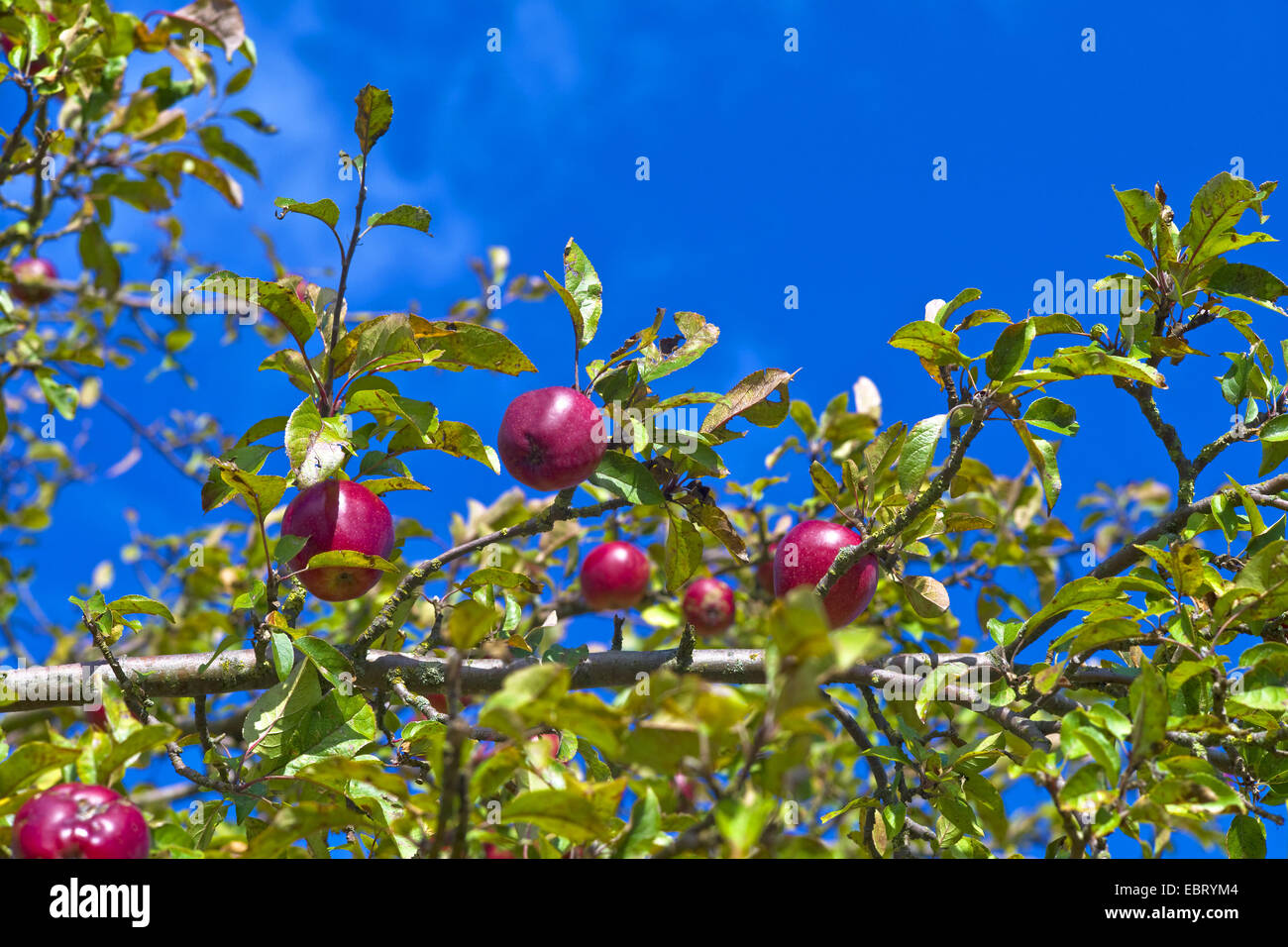 apple tree (Malus domestica 'Gloster', Malus domestica Gloster), apples of cultivar Gloster, Germany Stock Photo