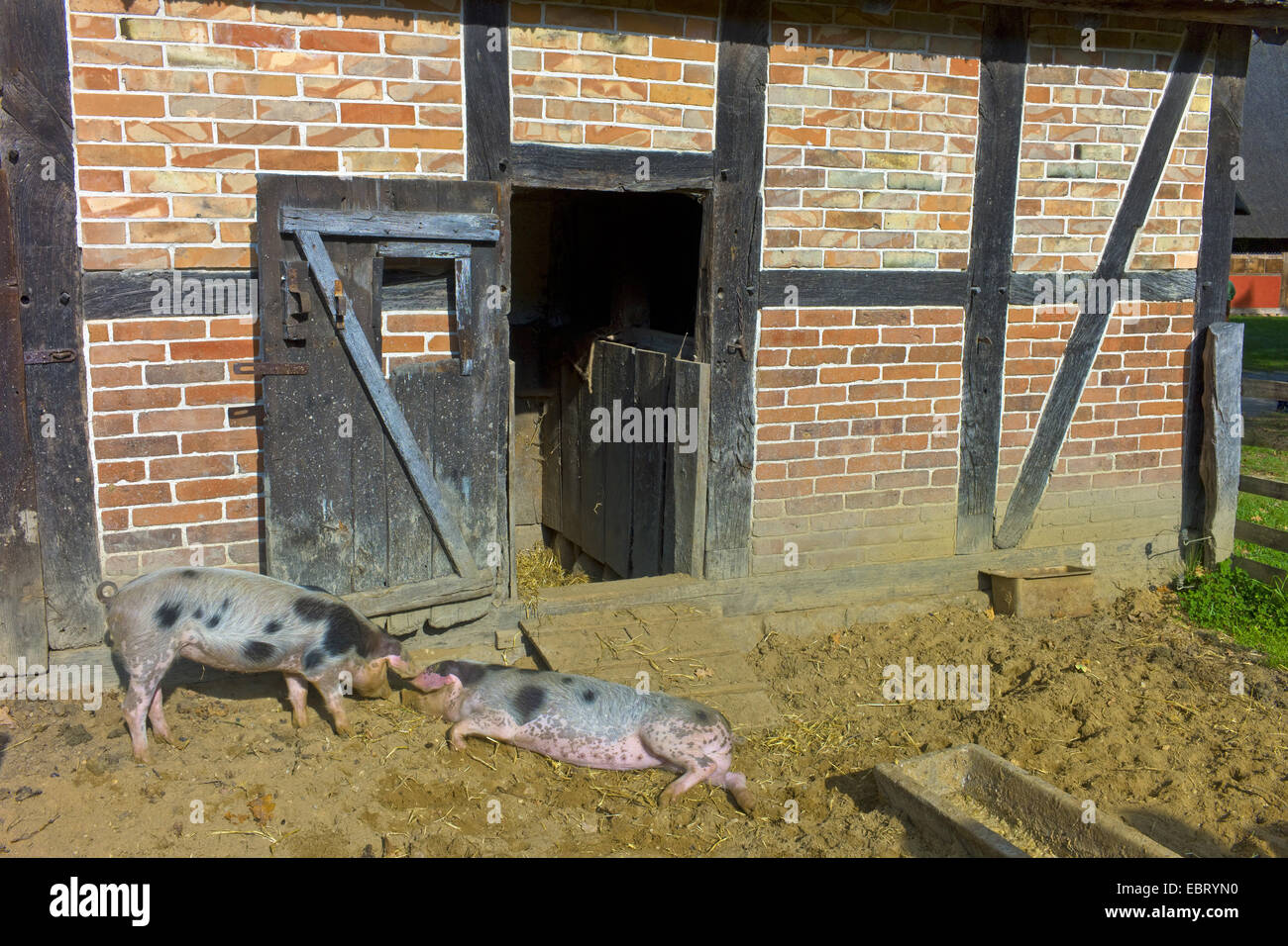 Bentheim Black Pied, Schwarz-Wesses, Bentheimder Schwein, Buntes Bentheimer Schwein (Sus scrofa f. domestica), two Bentheim Black Pieds on a farm, Germany, Lower Saxony Stock Photo