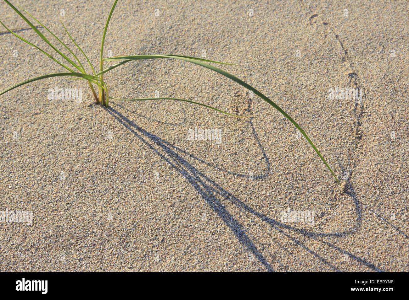 shadows of dune grass in the sand, United Kingdom, Scotland, Sutherland Stock Photo