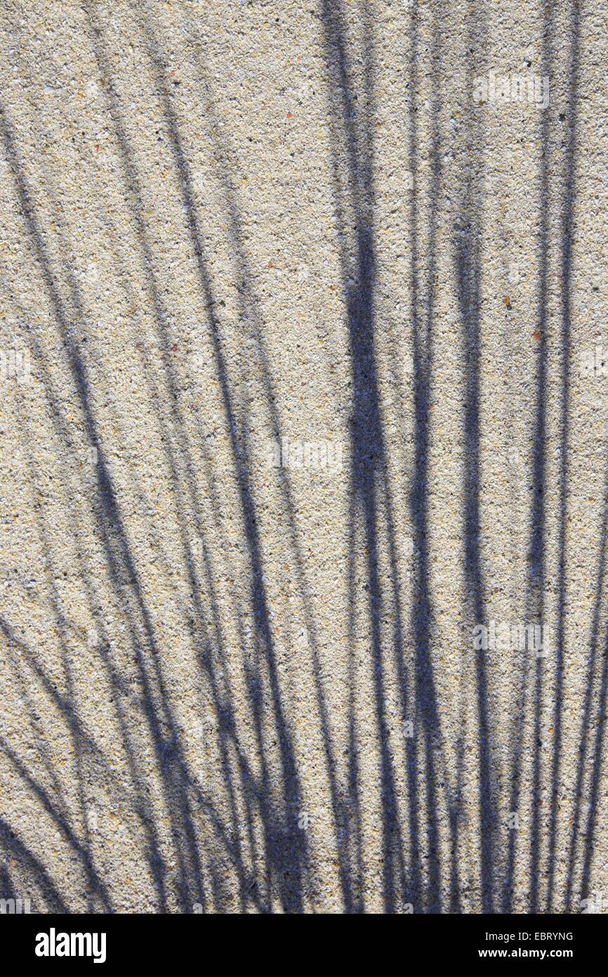 Bent Grass; Marram Grass; Beachgrass (Ammophila), shadow of marram grass on the beach, United Kingdom, Scotland, Sutherland Stock Photo