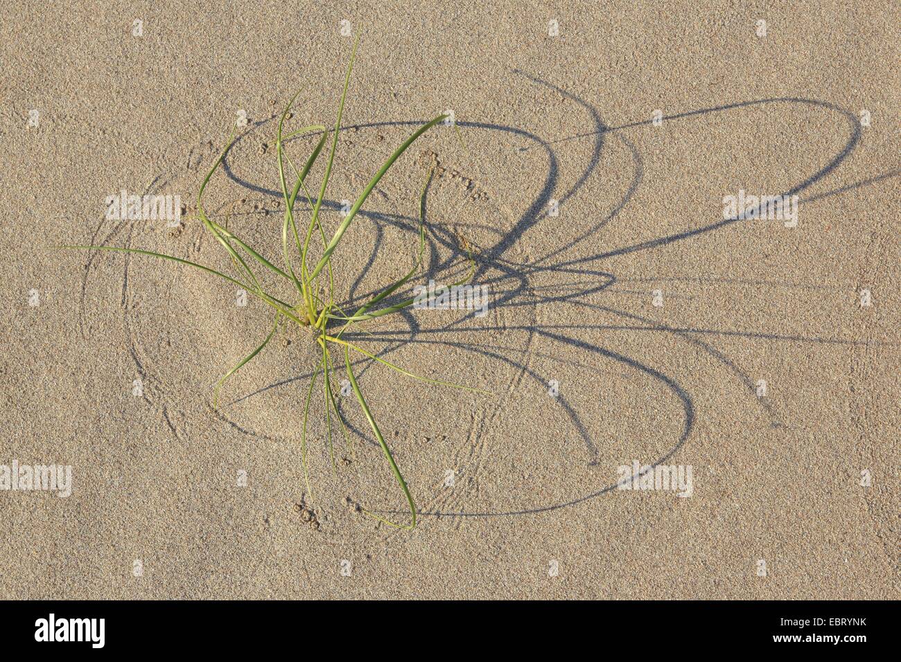 shadows of dune grass in the sand, United Kingdom, Scotland, Sutherland Stock Photo