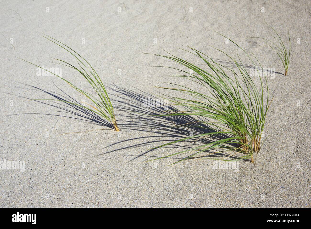 Bent Grass; Marram Grass; Beachgrass (Ammophila), marram grass in the sand, United Kingdom, Scotland, Sutherland Stock Photo