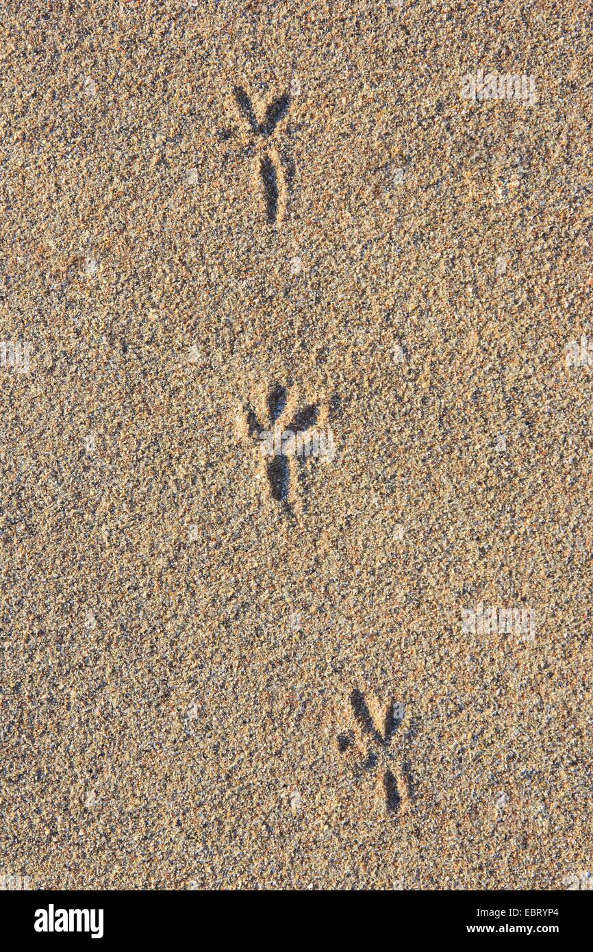 Small Bird Tracks In Sand Hi res Stock Photography And Images Alamy Small Bird Tracks In Sand Hi res Stock Photography And Images Alamy
