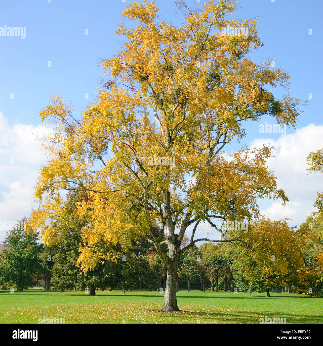 paper birch (Betula papyrifera), in autumn Stock Photo