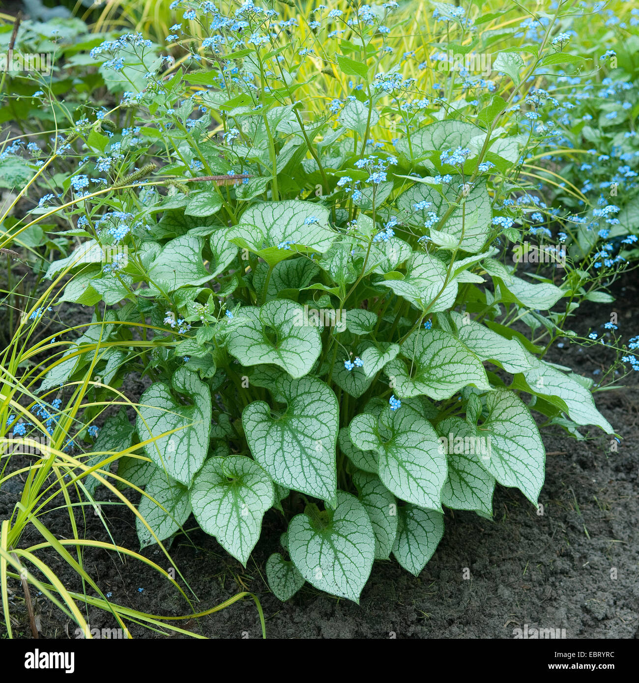 heartleaf brunnera, Siberian bugloss (Brunnera macrophylla 'Jack Frost', Brunnera macrophylla Jack Frost), blooming Stock Photo