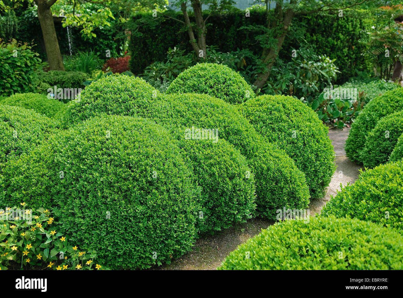 common box, boxwood (Buxus sempervirens var. arborescens, Buxus sempervirens arborescens), topiary, Netherlands, Appeltern Stock Photo