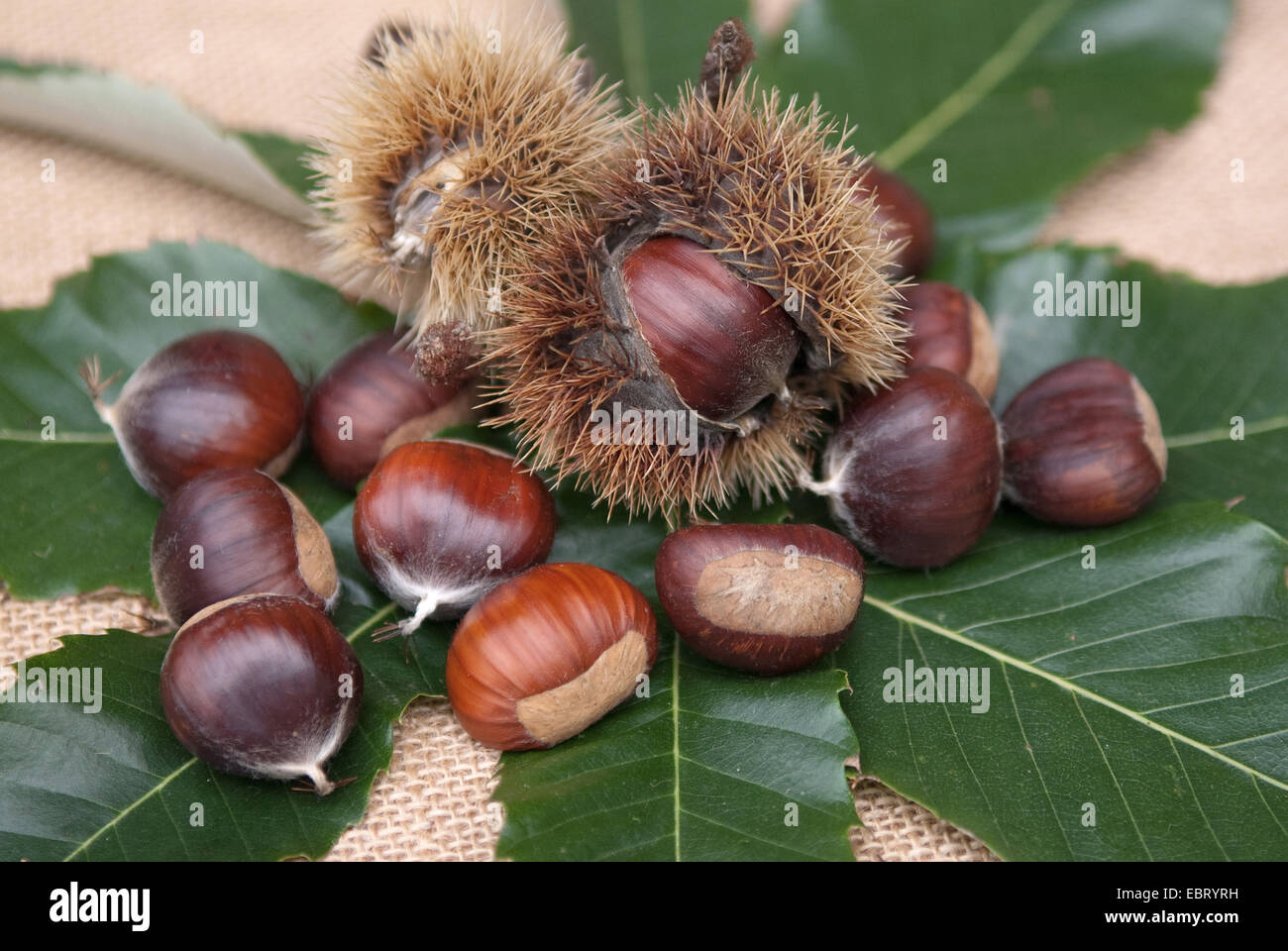Spanish chestnut, sweet chestnut (Castanea sativa 'Ecker 1', Castanea sativa Ecker 1), cultivar Ecker 1, fruits with husk on a leaf Stock Photo