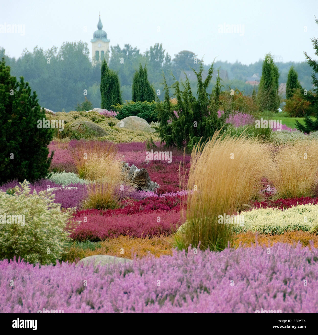heather, ling (Calluna vulgaris), heath garden, Germany, Findlingspark Nochten Stock Photo