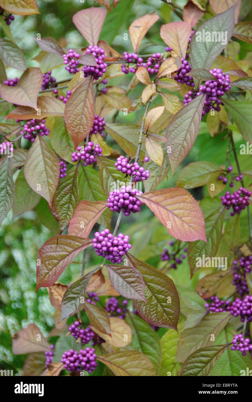 Bodinier's beautyberry (Callicarpa bodinieri 'Profusion', Callicarpa bodinieri Profusion), cultivar Profusion, with fruits Stock Photo