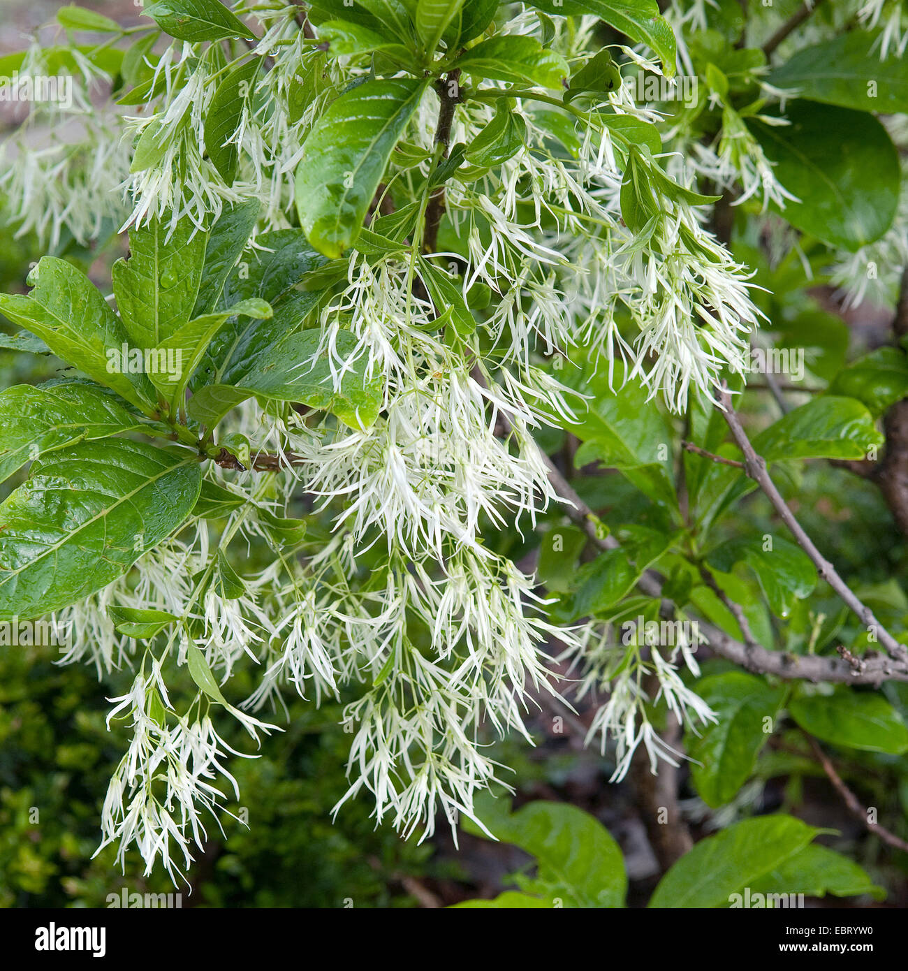 Amaerican Fringe Tree (Chionanthus virginica, Chinanthus virginicus), blooming Stock Photo