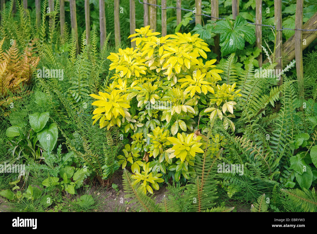 Mexican orange blossom (Choisya ternata 'Sundance', Choisya ternata Sundance), cultivar Sundance Stock Photo