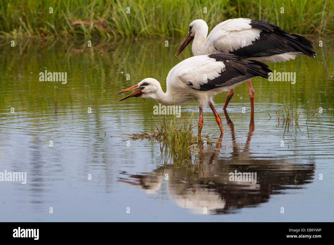 white stork (Ciconia ciconia), two young white storks on the feed in a pond, Switzerland, Sankt Gallen, Rheineck Stock Photo