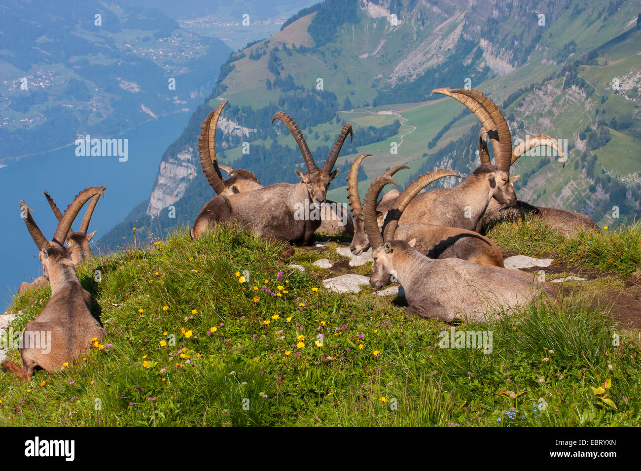 Alpine ibex (Capra ibex, Capra ibex ibex), group of ibexes enjoy the morning sun, Switzerland, Toggenburg, Chaeserrugg Stock Photo