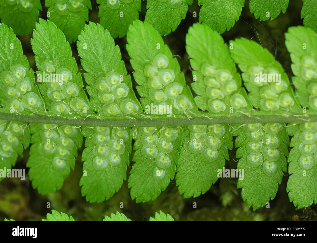 Male fern, Worm fern (Dryopteris filix-mas), leaflet with sori, Germany, Bavaria, Oberbayern, Upper Bavaria Stock Photo