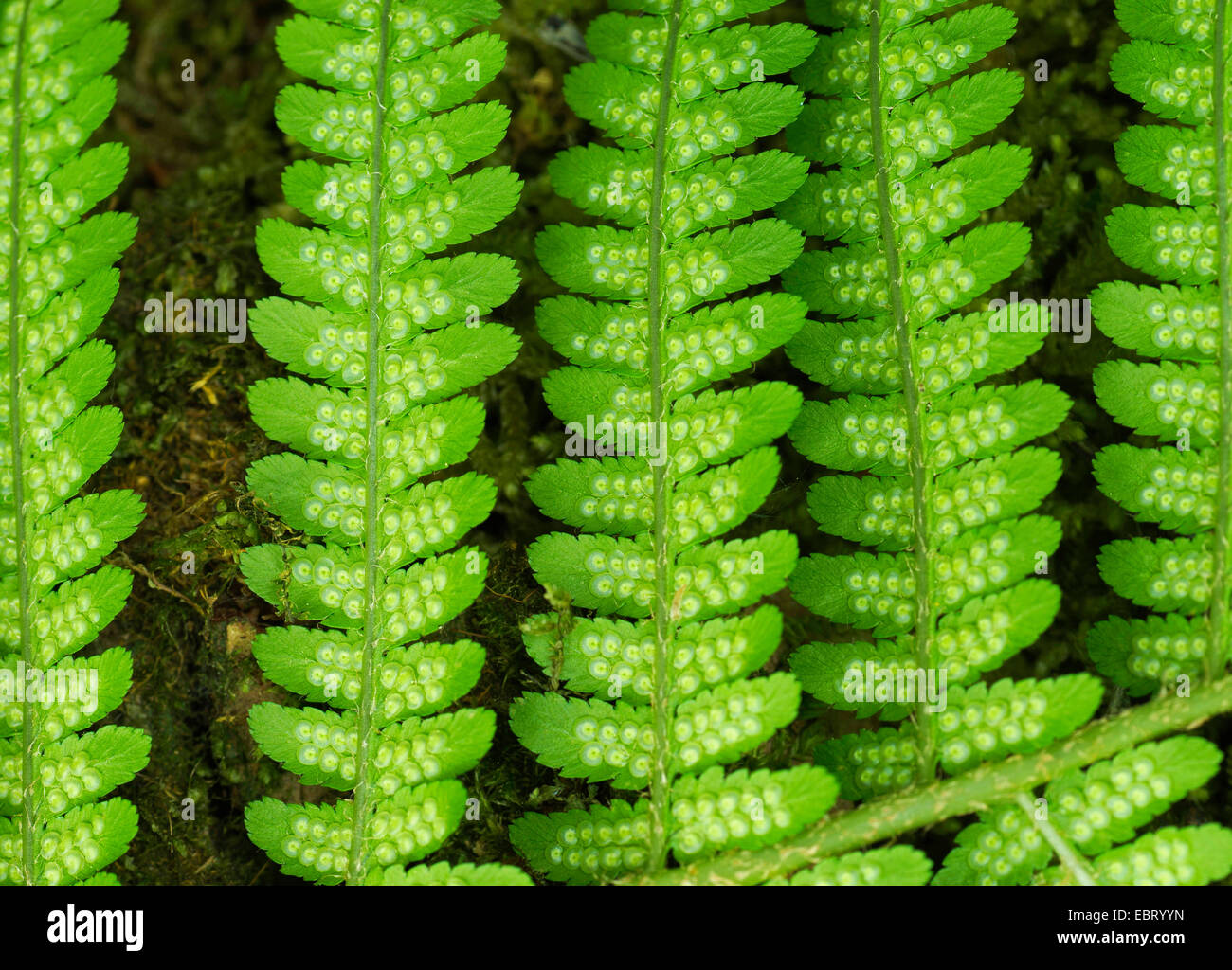 Male fern, Worm fern (Dryopteris filix-mas), leaflets with sori, Germany, Bavaria, Oberbayern, Upper Bavaria Stock Photo