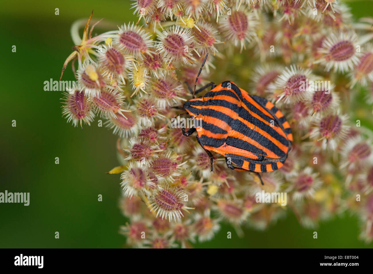 Italian Striped-Bug, Minstrel Bug (Graphosoma lineatum, Graphosoma italicum), sitting on an Apiaceae, Germany Stock Photo