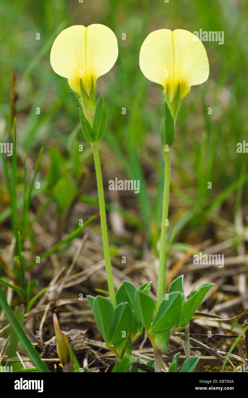 Dragon's Teeth (Tetragonolobus maritimus, Lotus maritimus), blooming, Germany, Bavaria, Oberbayern, Upper Bavaria, Murnauer Moos Stock Photo