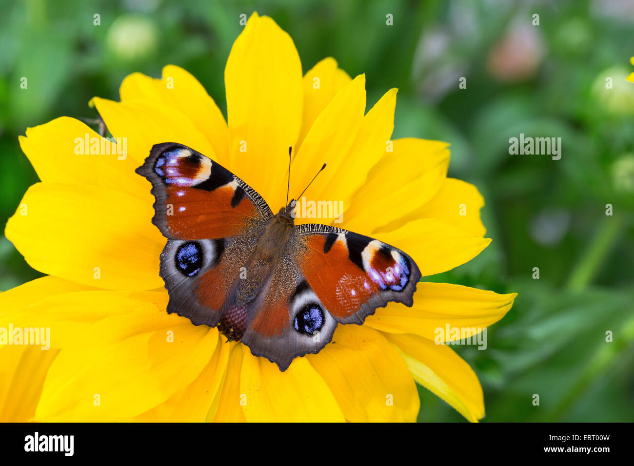 peacock moth, peacock (Inachis io, Nymphalis io), on a yellow blossom, Germany Stock Photo