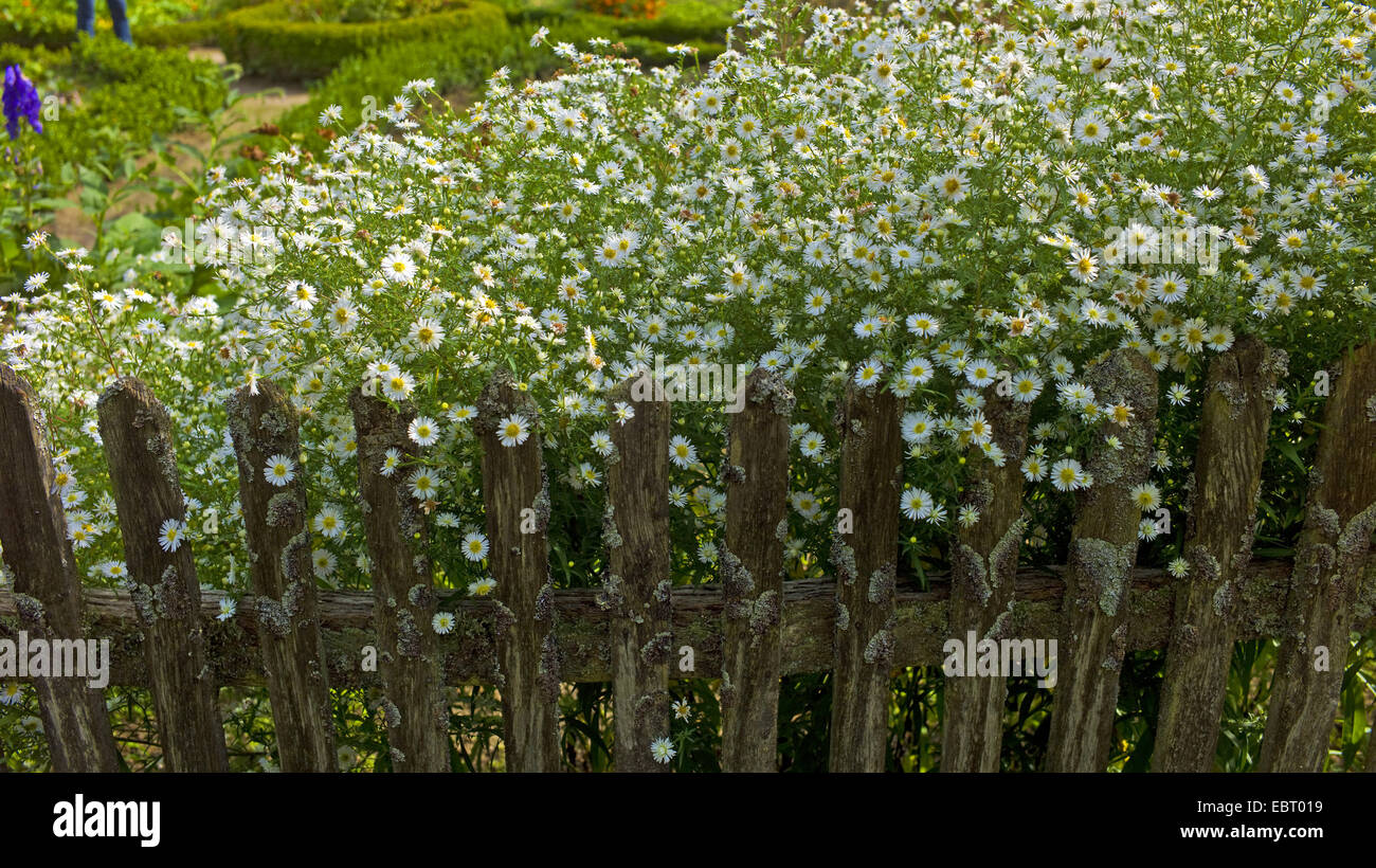 Michaelmas daisy (Aster novi-belgii), asterts at a garden fence, Germany, Lower Saxony Stock Photo