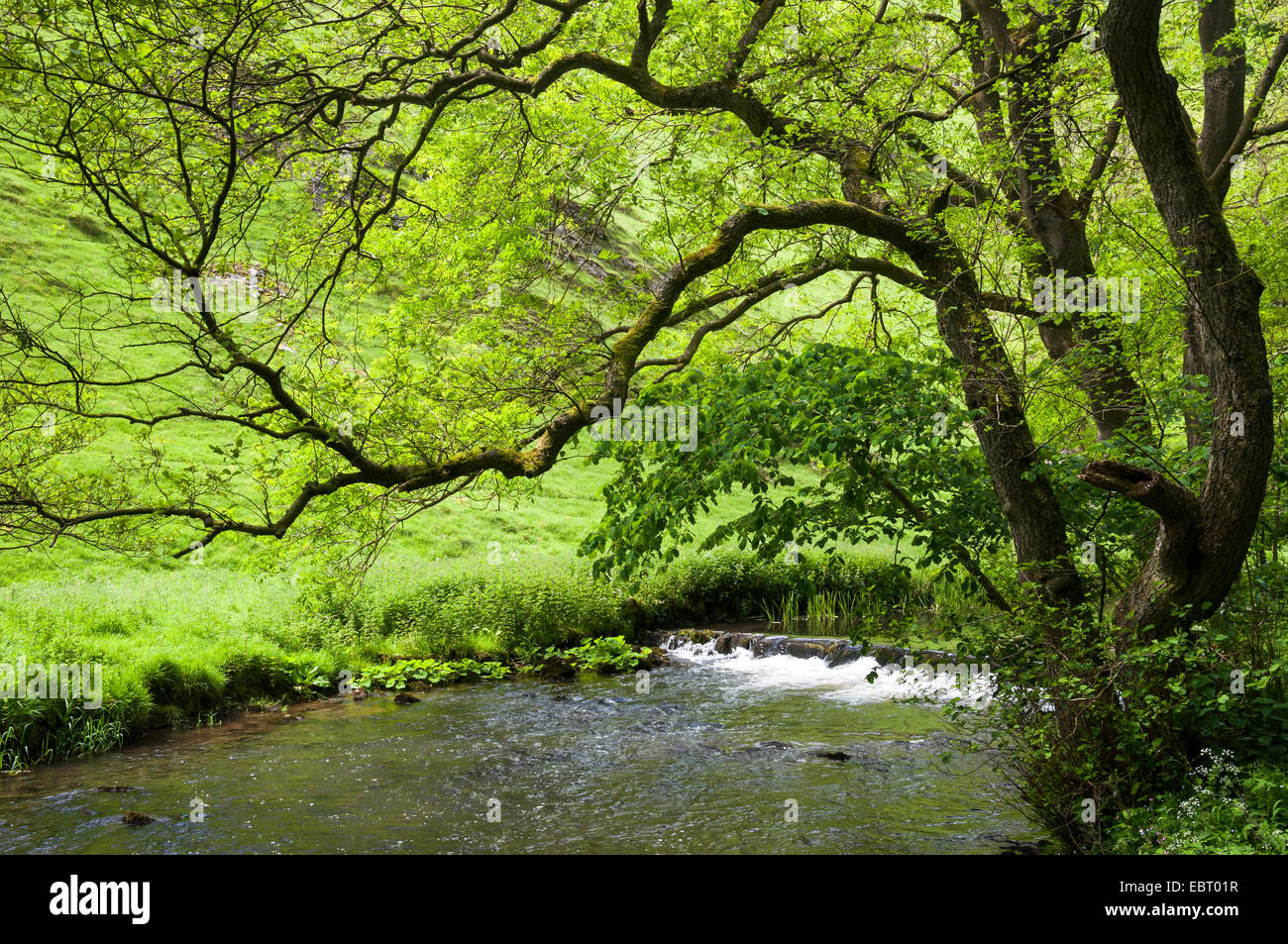 Branches of an Alder tree overhang the water of the River Dove in Wolfscote Dale, Derbyshire. Summer greens. Stock Photo