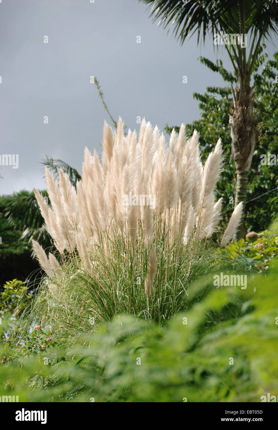 white pampas grass (Cortaderia selloana), blooming Stock Photo