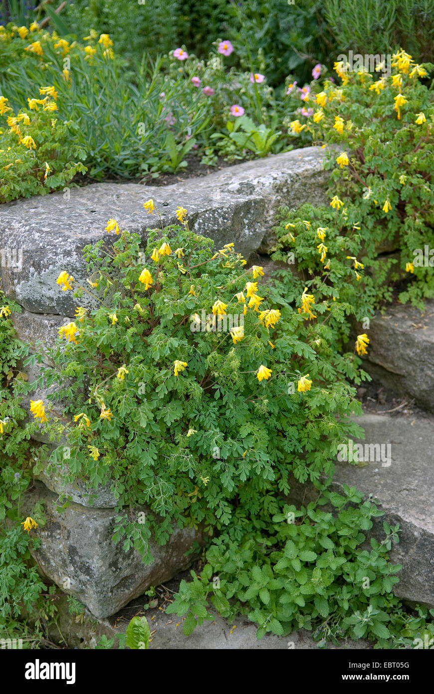 yellow corydalis (Pseudofumaria lutea, Corydalis lutea), at a wall, Germany Stock Photo