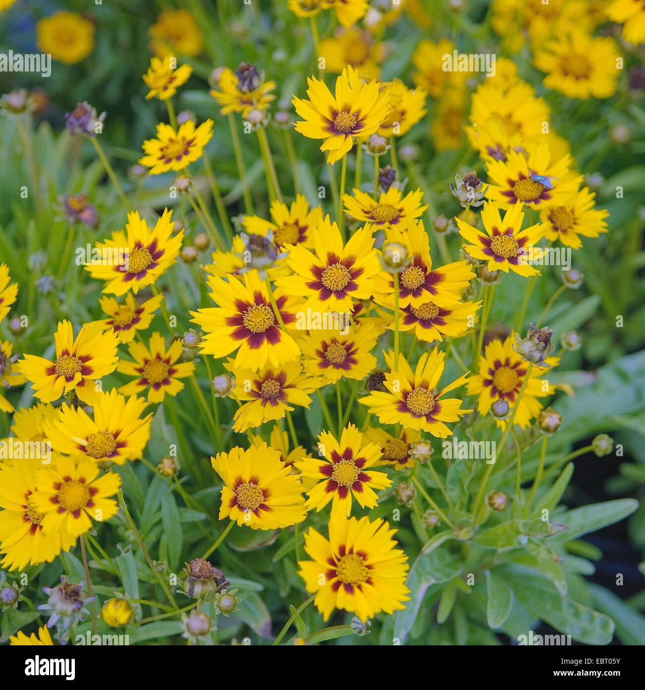 Large-flowered Coreopsis, Large-flowered tickweed (Coreopsis grandiflora 'Sonnenkind', Coreopsis grandiflora Sonnenkind), cultivar Sonnenkind Stock Photo