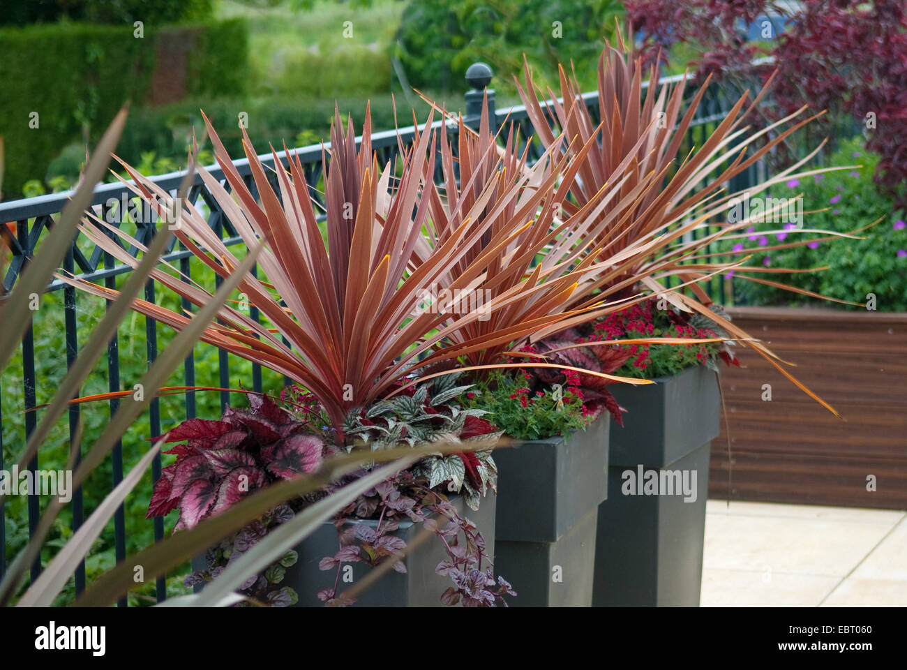 new zealand cabbage tree (Cordyline australis 'Purpurea', Cordyline australis Purpurea, Dracaena australis), cultivar Purpurea Stock Photo