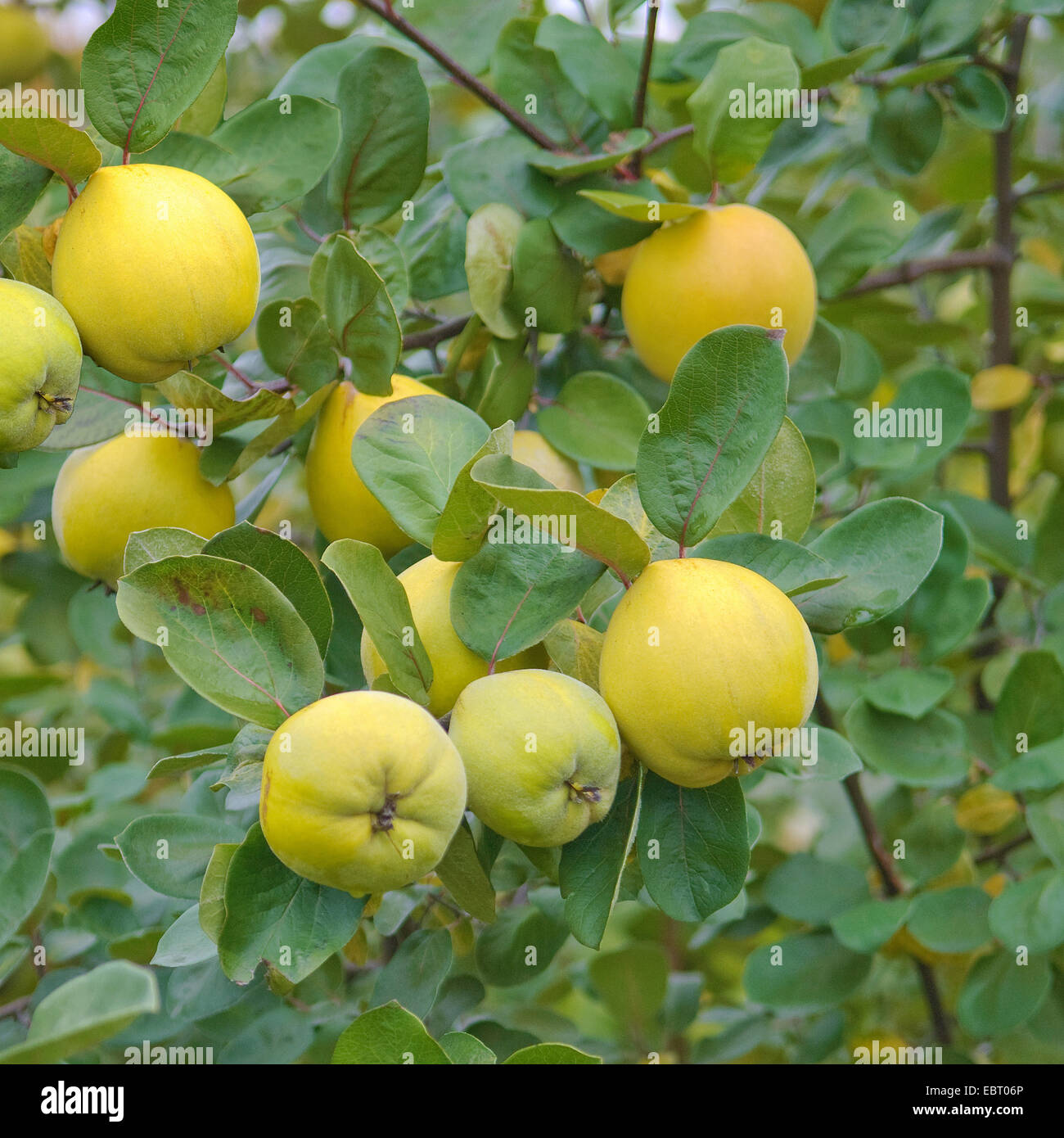Quince tree hires stock photography and images Alamy