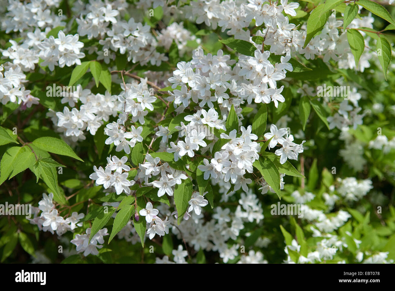 Deutzie (Deutzia kalmiiflora), blooming Stock Photo