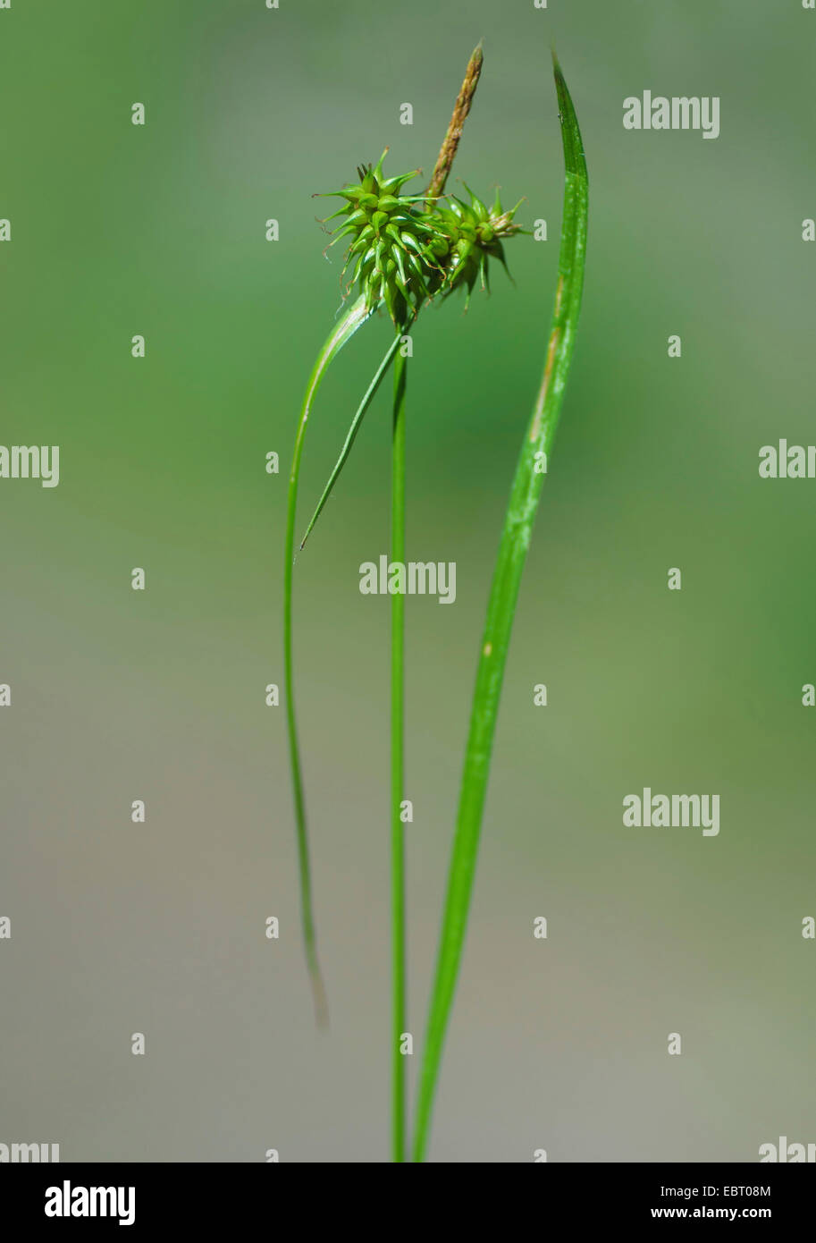 large yellow-sedge (Carex flava), infructescence, Germany, Bavaria, Oberbayern, Upper Bavaria, Murnauer Moos Stock Photo