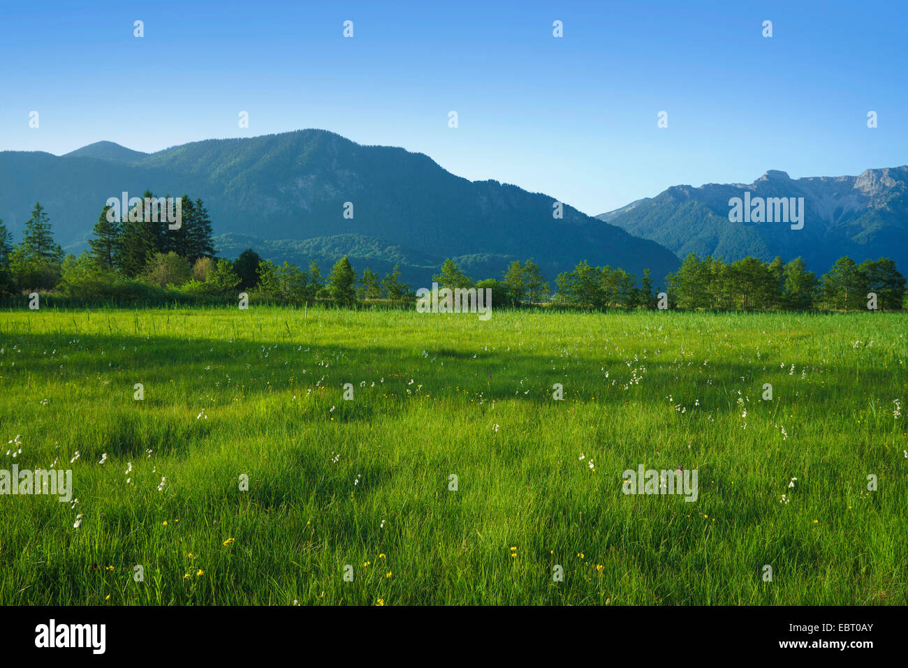 bog and mountain scenery with Hohe Kisten and Heimgarten mountains, Germany, Bavaria, Oberbayern, Upper Bavaria Stock Photo