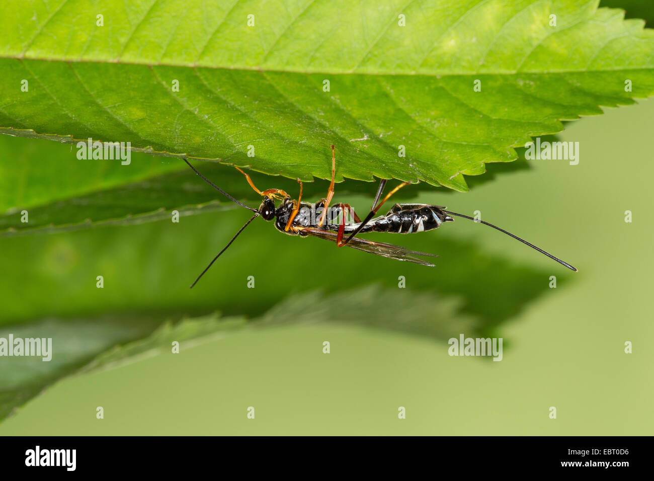 parasitoid wasp (Coleocentrus excitator, Ichneumon excitator), on a leaf, Germany Stock Photo