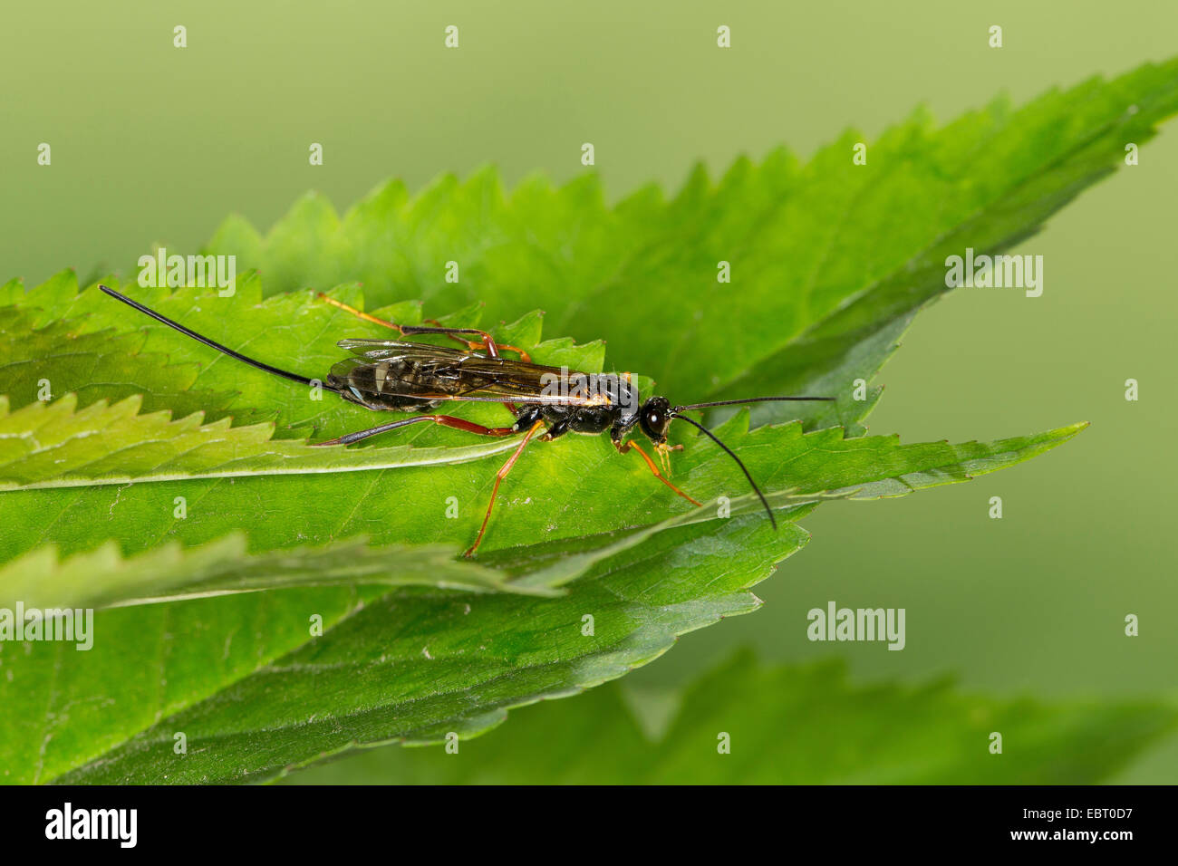 parasitoid wasp (Coleocentrus excitator, Ichneumon excitator), on a leaf, Germany Stock Photo
