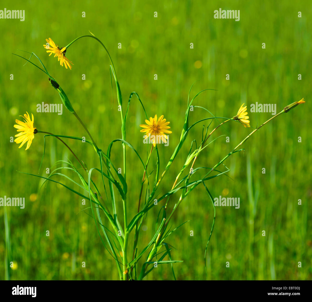 Oriental Goet's Beart, Jack-Go-To-Bed-At-Noon (Tragopogon pratensis subsp. orientalis, Tragopogon orientalis), blooming in a meadow, Germany, Bavaria, Oberbayern, Upper Bavaria, Murnauer Moos Stock Photo