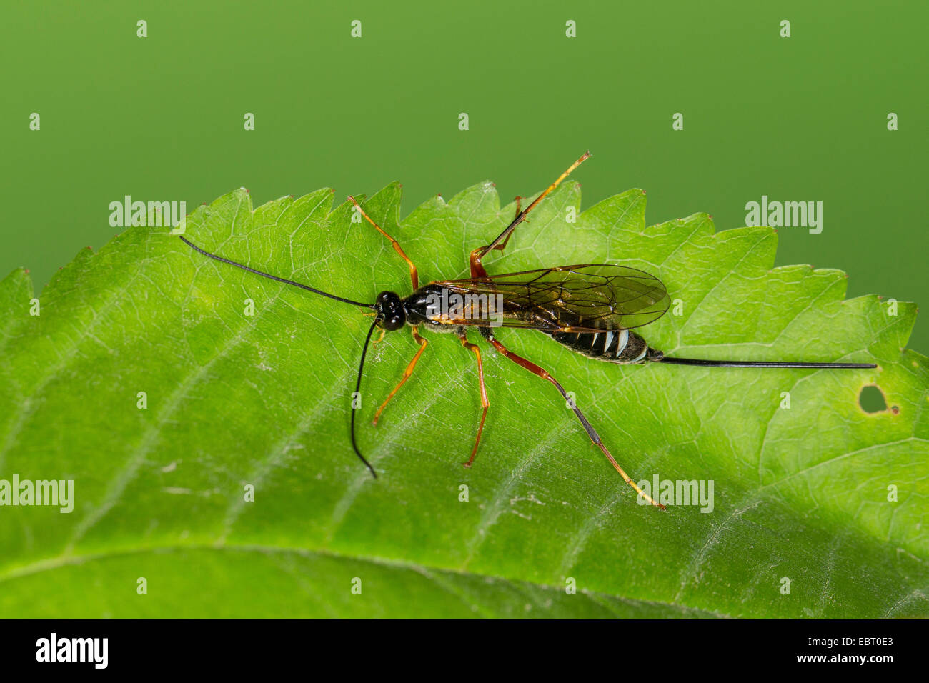 parasitoid wasp (Coleocentrus excitator, Ichneumon excitator), on a leaf, Germany Stock Photo
