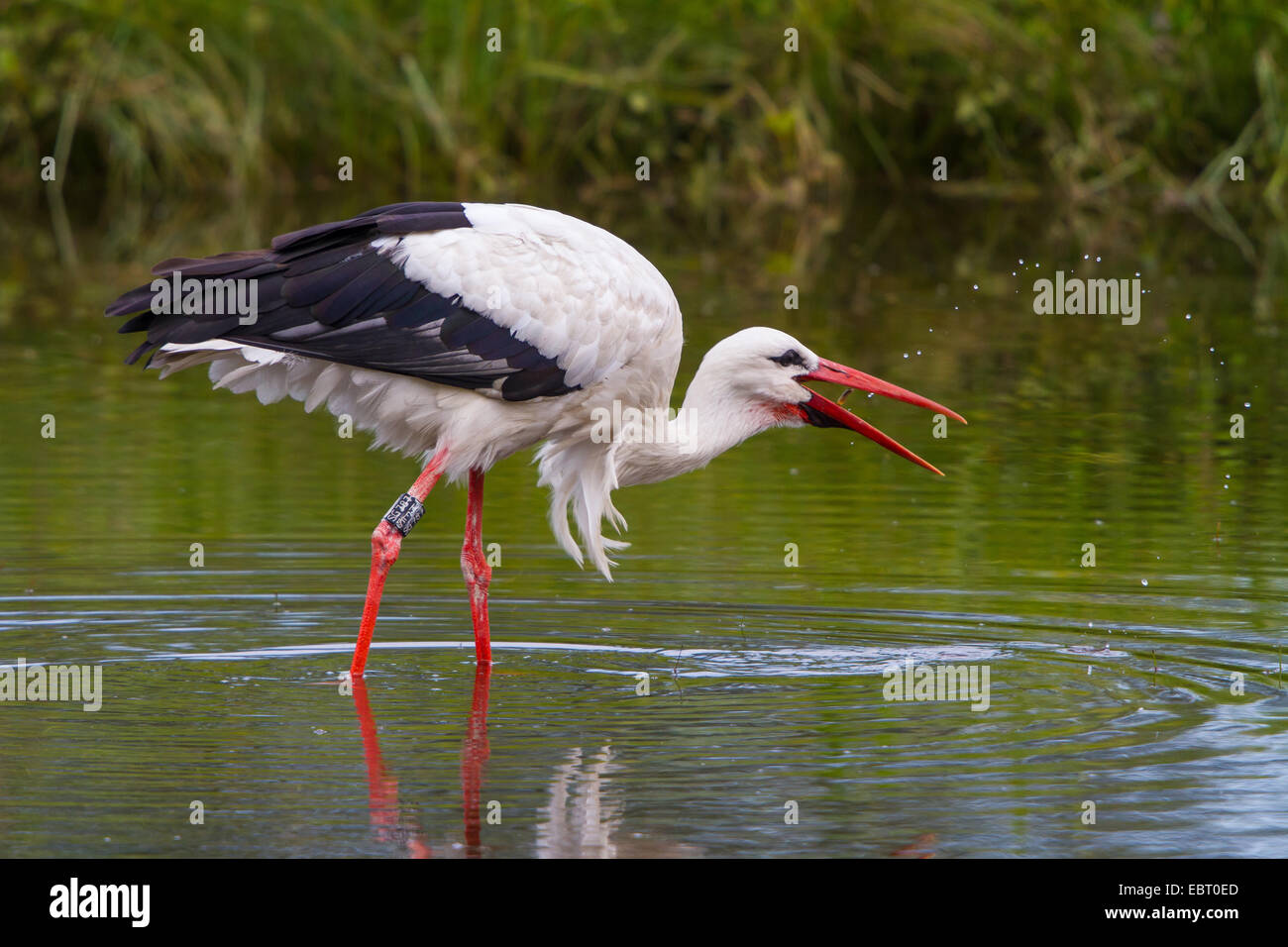 white stork (Ciconia ciconia), on the feed in a pond, Switzerland, Sankt Gallen, Rheineck Stock Photo