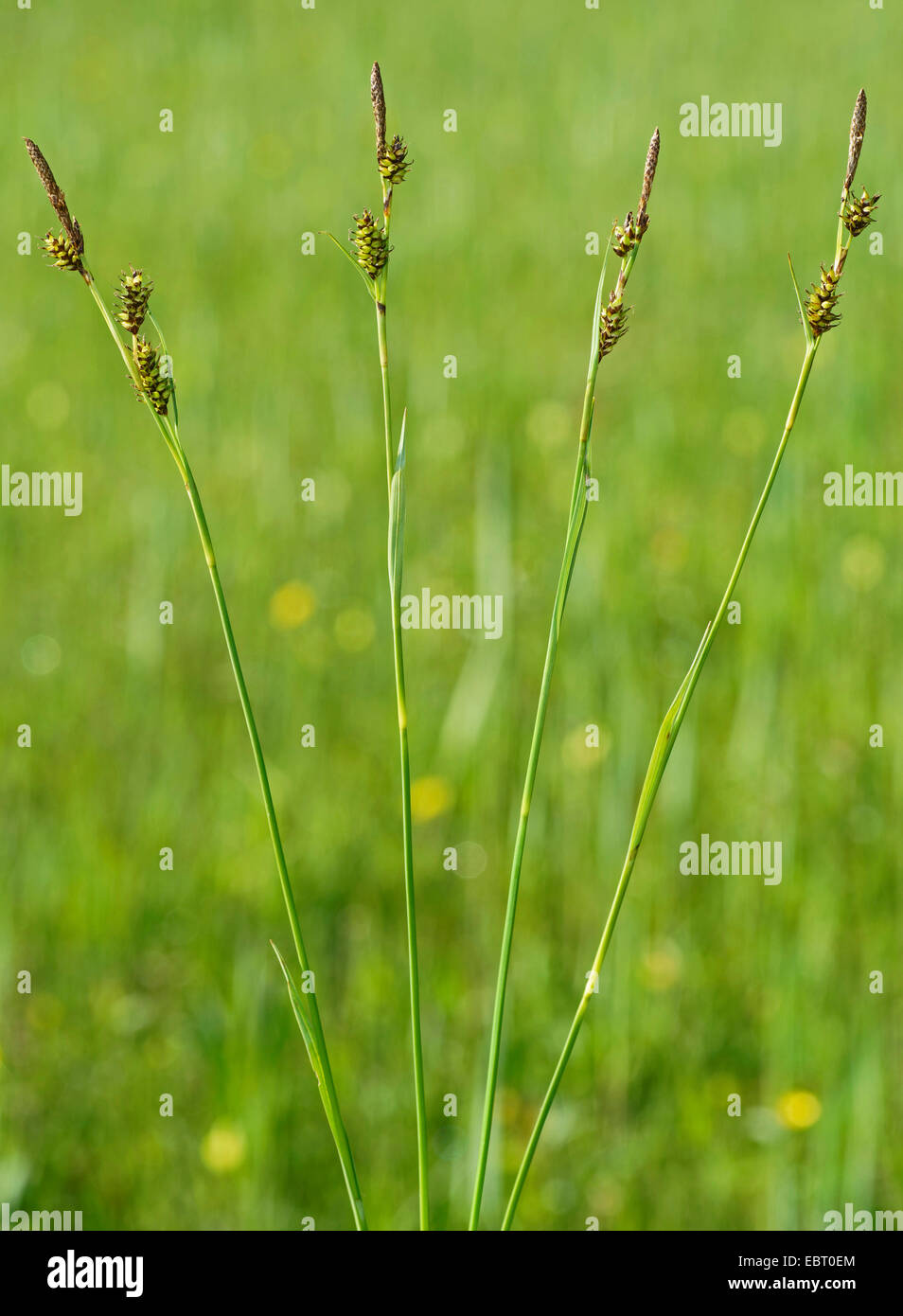 Common sedge (Carex nigra), inflorescence, Germany, Bavaria, Oberbayern, Upper Bavaria, Murnauer Moos Stock Photo