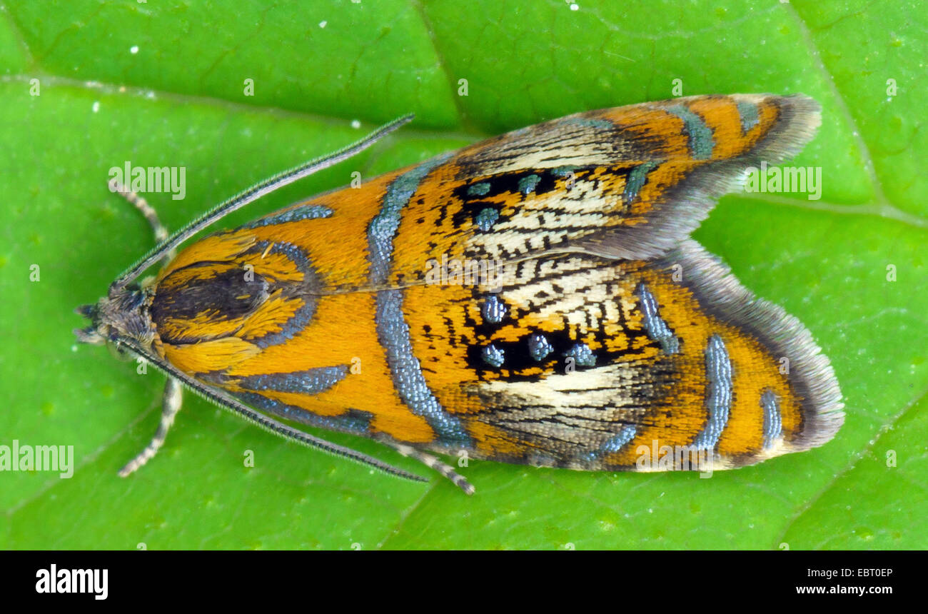 Arched Marble, tortrix moth (Olethreutes arcuella, Olethreutes arcuana), on a leaf, Germany, Bavaria, Oberbayern, Upper Bavaria, Murnauer Moos Stock Photo