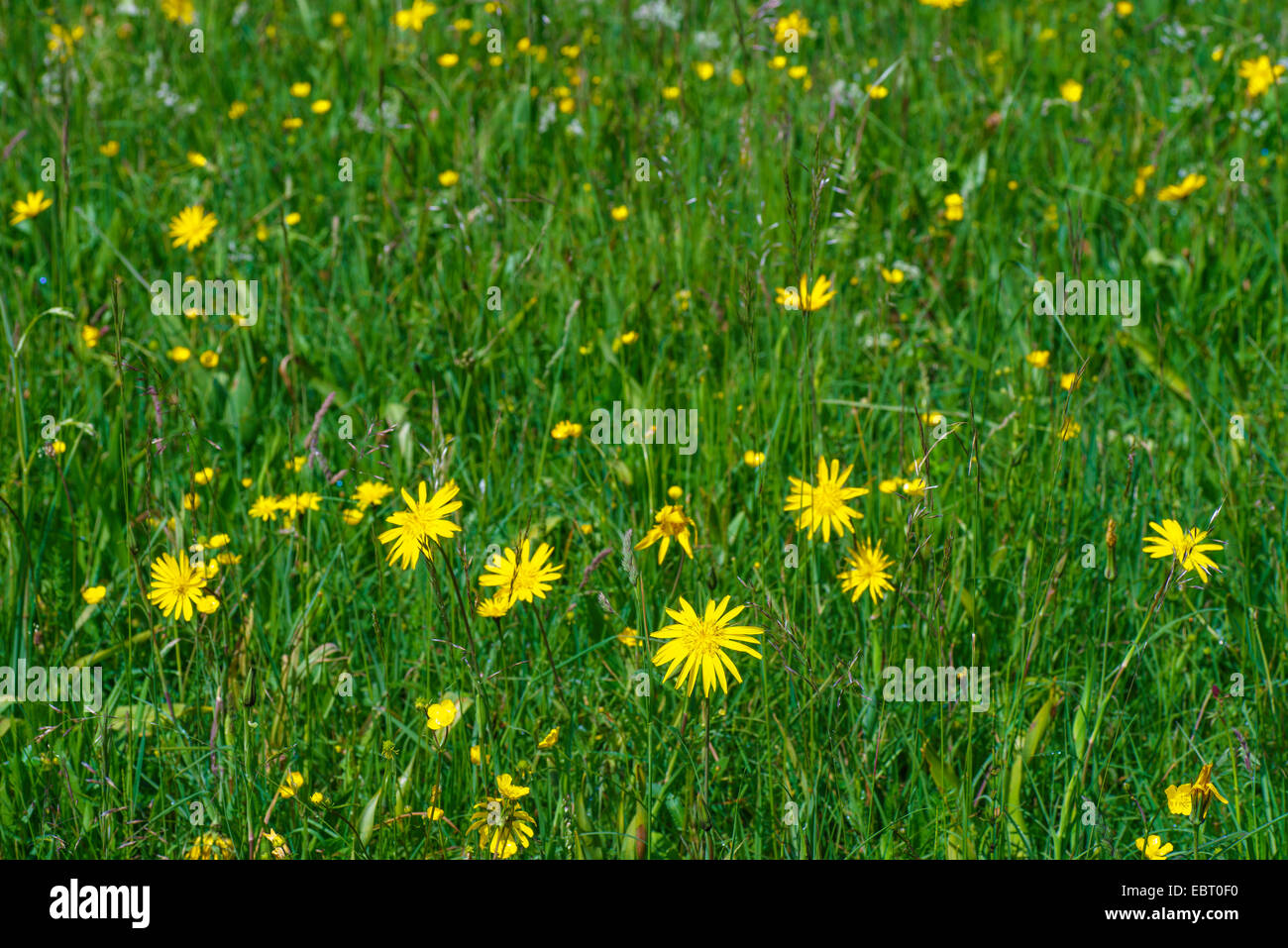 Oriental Goet's Beart, Jack-Go-To-Bed-At-Noon (Tragopogon pratensis subsp. orientalis, Tragopogon orientalis), blooming in a meadow, Germany, Bavaria, Oberbayern, Upper Bavaria, Murnauer Moos Stock Photo