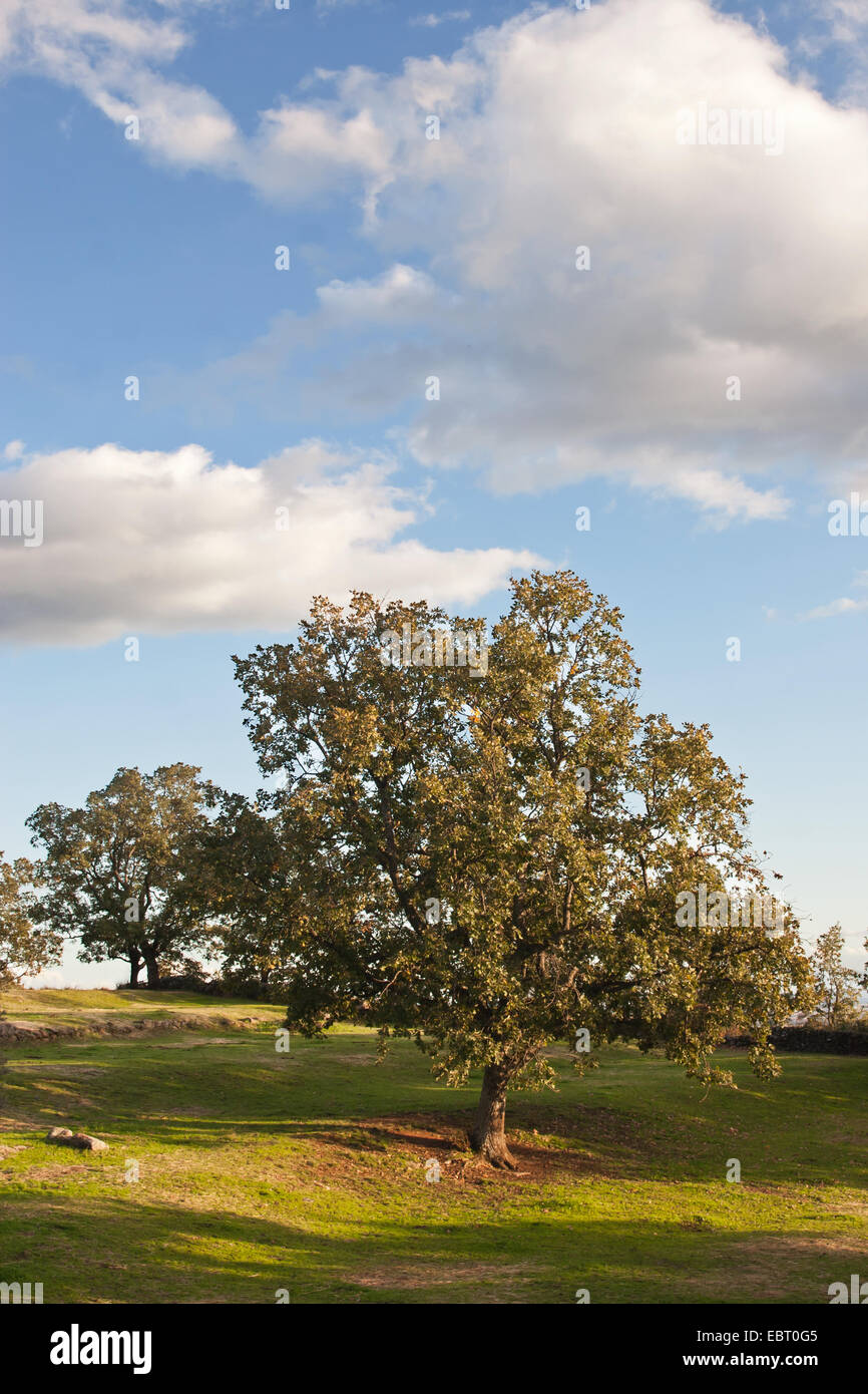 Single holm oak tree in field Stock Photo